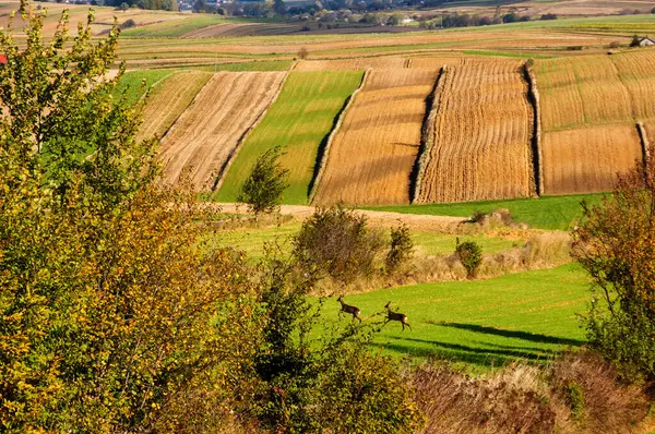 栽培された畑の様子 ロズトゥカ ポーランド — ストック写真