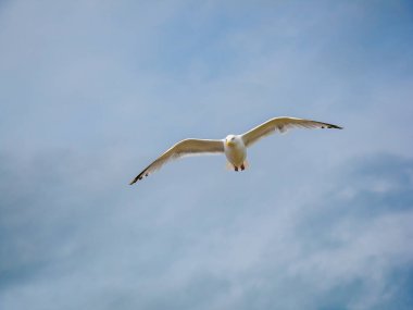 Uçuş ringa martı (Larus argentatus)