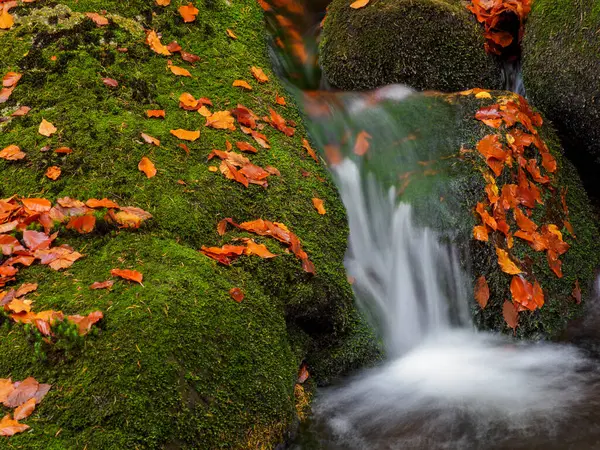 Karkonosze Ulusal Parkı 'nda şelale. Sonbaharda dağ deresi 