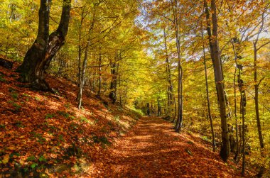 Dağlarda sonbahar. Wyzna 'dan Polonina Wetlinska' ya giden bir turizm parkuru.