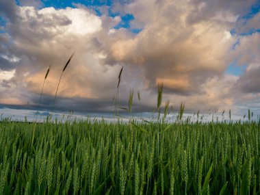 Manzara. Yazın tarla tarlaları. Roztocze. Polonya.
