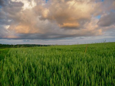 Landscape. Agricultural fields  in summer. Roztocze. Poland. clipart