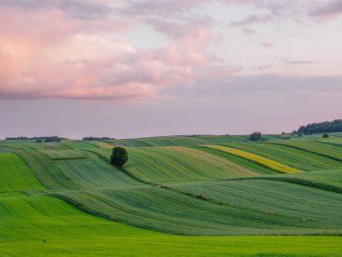 Landscape. Agricultural fields  in summer. Roztocze. Poland. clipart