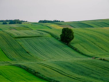 Manzara. Yazın tarla tarlaları. Roztocze. Polonya.