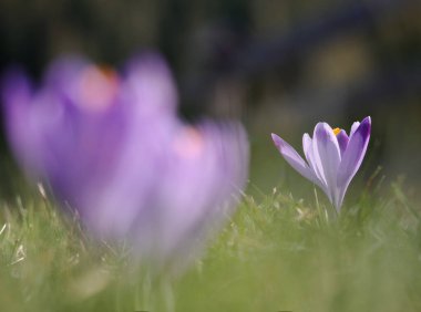 Bir tane Tatra Ulusal Parkı. Chocholowska Vadisi. Polonya.