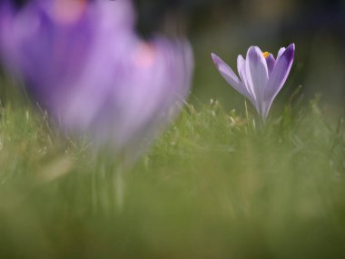 Bir tane Tatra Ulusal Parkı. Chocholowska Vadisi. Polonya.