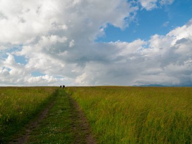 Saha yolu olan bir manzara. Ön planda, çayırdan önce bir çayır. Zilina Bölgesi. Slovakya.