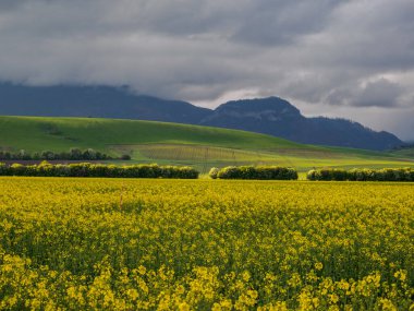Tarım arazisi. Ön planda çiçek açan bir kolza tohumu tarlası. Üzerlerinde fırtına bulutları beliren yeşil tepelerin manzarası. Uzaktan Hoczanskie Dağları 'nı görebilirsiniz. Zilina Bölgesi. Slovakya.