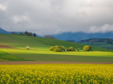 Tarım arazisi. Ön planda çiçek açan bir kolza tohumu tarlası. Üzerlerinde fırtına bulutları beliren yeşil tepelerin manzarası. Uzaktan Hoczanskie Dağları 'nı görebilirsiniz. Zilina Bölgesi. Slovakya.