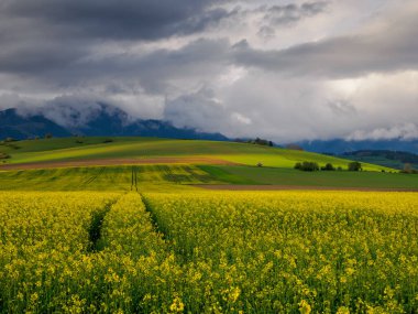 Tarım arazisi. Ön planda çiçek açan bir kolza tohumu tarlası. Üzerlerinde fırtına bulutları beliren yeşil tepelerin manzarası. Uzaktan High Tatras aralığını görebilirsiniz. Zilina Bölgesi. Slovakya.