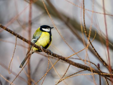 one small, colorful bird sitting on a branch among a tangle of twigs.The great tit (Parus major).