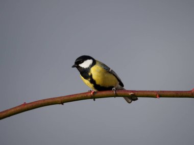 one small, yellow, colorful bird sitting on a branch. The great tit (Parus major). Dark background