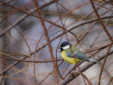 one small, colorful bird sitting on a branch among a tangle of twigs.The great tit (Parus major).
