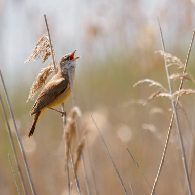 Baharda şarkı söyleyen küçük kuş sazlığa tünedi. Büyük sazlık bülbülü (Acrocephalus arundinaceus). Dratow Gölü. Leczynsko-Wlodawskie Gölü Bölgesi. Polonya.
