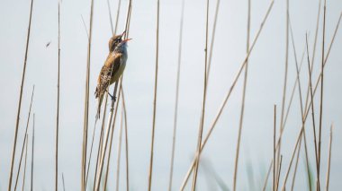 Small singing bird perched bird in reed in spring. The great reed warbler (Acrocephalus arundinaceus). LAke Dratow. Leczynsko-Wlodawskie Lake District. Poland. clipart