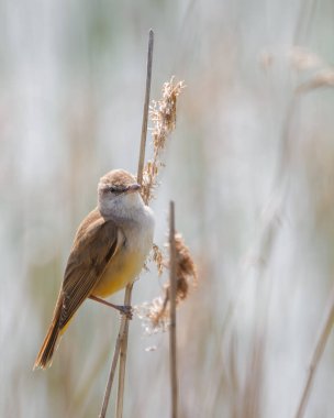 Baharda küçük kuş sazlığa tünedi. Büyük sazlık bülbülü (Acrocephalus arundinaceus). Dratow Gölü. Leczynsko-Wlodawskie Gölü Bölgesi. Polonya.
