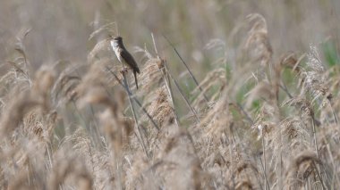 Baharda şarkı söyleyen küçük kuş sazlığa tünedi. Büyük sazlık bülbülü (Acrocephalus arundinaceus). Dratow Gölü. Leczynsko-Wlodawskie Gölü Bölgesi. Polonya.