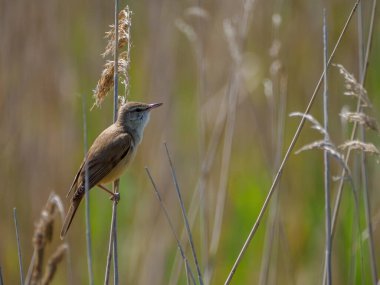 Baharda küçük kuş sazlığa tünedi. Büyük sazlık bülbülü (Acrocephalus arundinaceus). Dratow Gölü. Leczynsko-Wlodawskie Gölü Bölgesi. Polonya.
