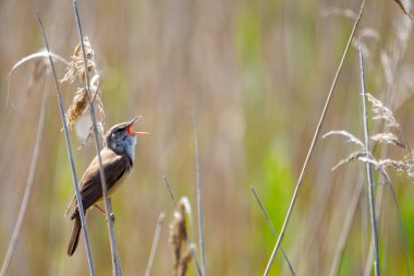 Baharda şarkı söyleyen küçük kuş sazlığa tünedi. Büyük sazlık bülbülü (Acrocephalus arundinaceus). Dratow Gölü. Leczynsko-Wlodawskie Gölü Bölgesi. Polonya.