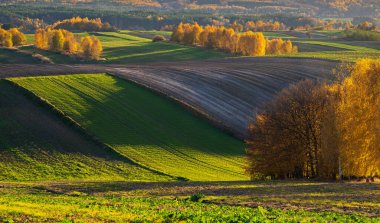 Bir sonbahar tarım arazisi.. Burada sonbahar tarlalarını resmeden bir resim var. Resimli tarlalar, sonbahar renklerinde ağaçlar ve huzurlu bir kırsal alan. Roztocze. Polonya.