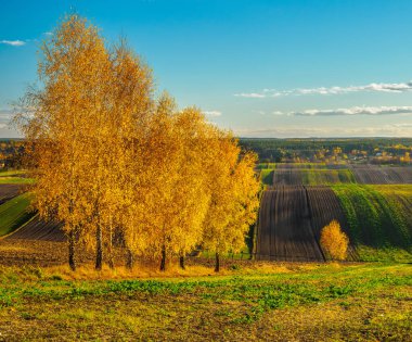 Bir sonbahar tarım arazisi.. Burada sonbahar tarlalarını resmeden bir resim var. Resimli tarlalar, sonbahar renklerinde ağaçlar ve huzurlu bir kırsal alan. Roztocze. Polonya.