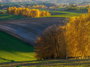Bir sonbahar tarım arazisi.. Burada sonbahar tarlalarını resmeden bir resim var. Resimli tarlalar, sonbahar renklerinde ağaçlar ve huzurlu bir kırsal alan. Roztocze. Polonya.