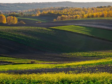Bir sonbahar tarım arazisi.. Burada sonbahar tarlalarını resmeden bir resim var. Resimli tarlalar, sonbahar renklerinde ağaçlar ve huzurlu bir kırsal alan. Roztocze. Polonya.