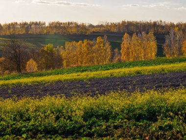 Bir sonbahar tarım arazisi.. Burada sonbahar tarlalarını resmeden bir resim var. Resimli tarlalar, sonbahar renklerinde ağaçlar ve huzurlu bir kırsal alan. Roztocze. Polonya.
