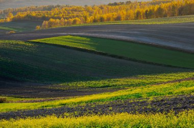 Bir sonbahar tarım arazisi.. Burada sonbahar tarlalarını resmeden bir resim var. Resimli tarlalar, sonbahar renklerinde ağaçlar ve huzurlu bir kırsal alan. Roztocze. Polonya.