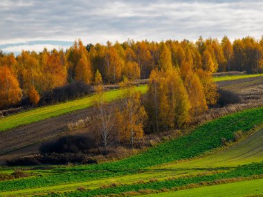 Resim, güzel bir sonbahar tarım manzarasını tasvir ediyor. Ön planda, çeşitli yeşillik tonlarında tarlalar var, taze bitki örtüsü ile kaplanmış ve ekilme izleri var. Arka planda, ağaçlarla dolu canlı bir orman var.