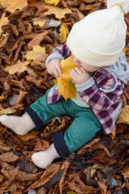 Küçük sevimli erkek bebek sonbahar zamanı parkta eğleniyor. Yüksek kalite fotoğraf