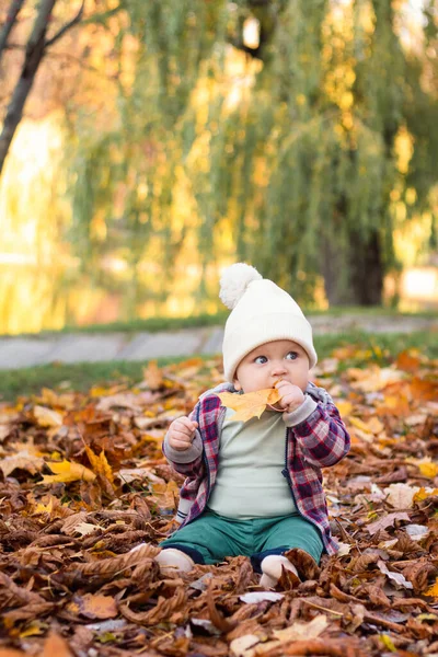 Küçük sevimli erkek bebek sonbahar zamanı parkta eğleniyor. Yüksek kalite fotoğraf