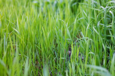 Yeşil bir çimenin arka planı. Yüksek kalite fotoğraf