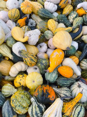 Küçük dekoratif balkabaklarının arka planı. Marketteki rengarenk balkabakları. Yüksek kalite fotoğraf