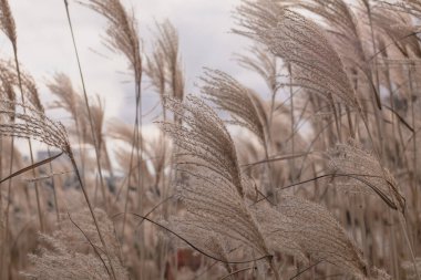  Zarif beyaz otlar, Cortaderia selloana, uzun tüylü tüyleri rüzgarda hafifçe esiyor. Yüksek kalite fotoğraf