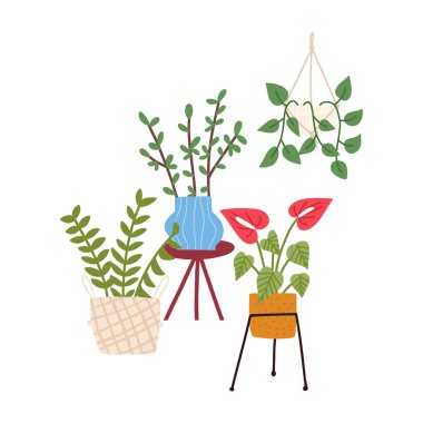 Çeşitli saksılarda bir grup ev bitkisi, beyaz arka planda izole edilmiş karikatür düz vektör çizimi. ZZ bitkisi, asma kabuğu, para ağacı ve zambak. Boho biçiminde ev dekoru ögeleri.