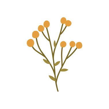 El çizimi sonbahar bitkisi, beyaz arka planda izole edilmiş karikatür düz vektör çizimi. Şirin Rowan çiçeği, doğa tasarım elementi..