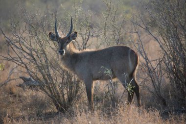 Male waterbuck, Kobus ellipsiprymnus, standing between the tall grass