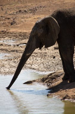 African elephant drinking water in river 