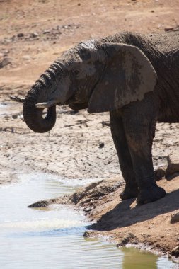 African elephant drinking water in river 
