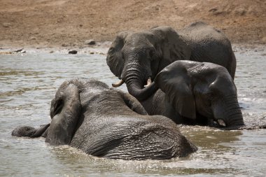 African elephants drinking water in river 