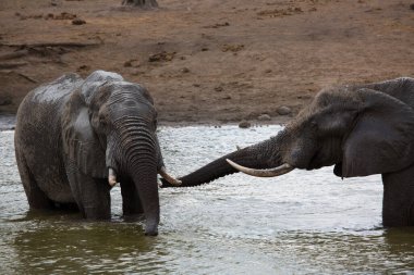 African elephants drinking water in river 