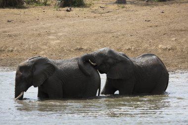 African elephants drinking water in river 