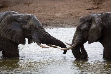 African elephants drinking water in river 