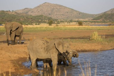 African elephants near river in savanna