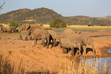 African elephants near river in savanna