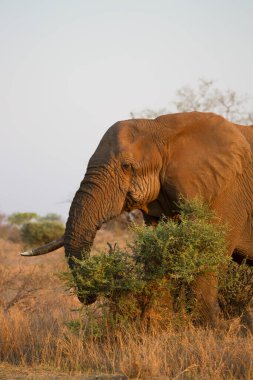 Big african elephant in savanna