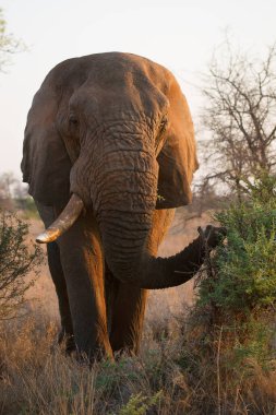 Big african elephant in savanna