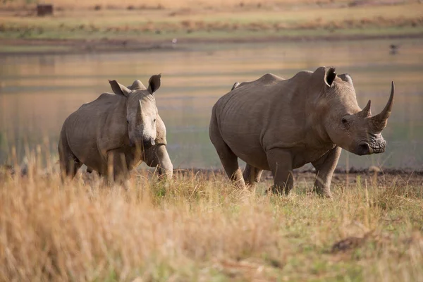 Mother Calf White Square Lipped Rhinoceros Ceratotherium Simum Walking Away — Stok fotoğraf