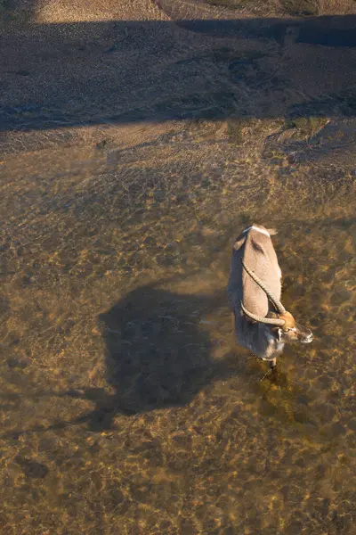 雄水鼠 科布斯椭圆形胸腺 在河里散步 — 图库照片